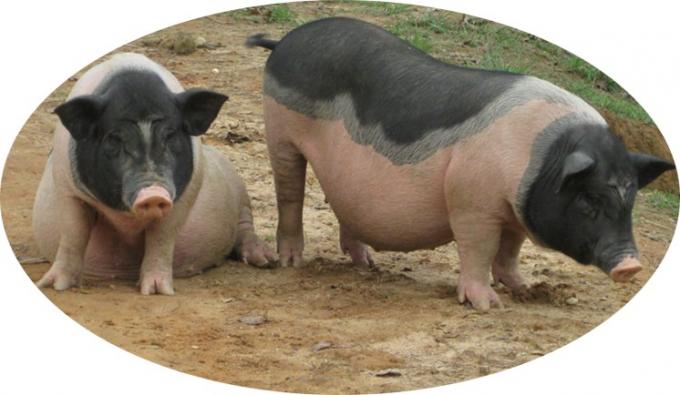 Nährstoffe Aminosäure Zink Methionin Pulver Futtermittelzusatzstoff 99% Zink Methionin 2