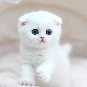 Multivitaminpr&auml;parate Multifunktionstablette Katzen und Hunde Nat&uuml;rliche Immunf&ouml;rderung und Allergieentlastung f&uuml;r Hunde 1