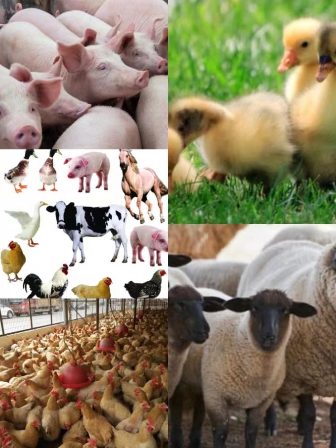 Verbesserte Probiotika Zusatzstoffe für Futtermittel mit B. natto-Kultur für Vieh und Geflügel 1